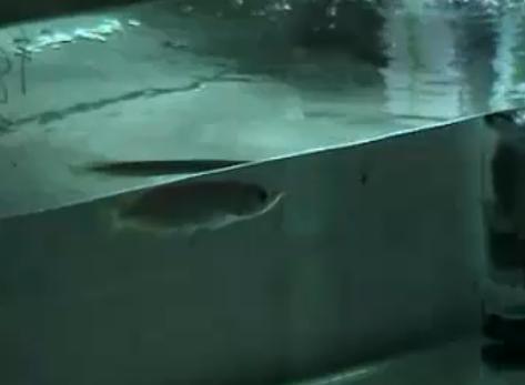 Small Arowana